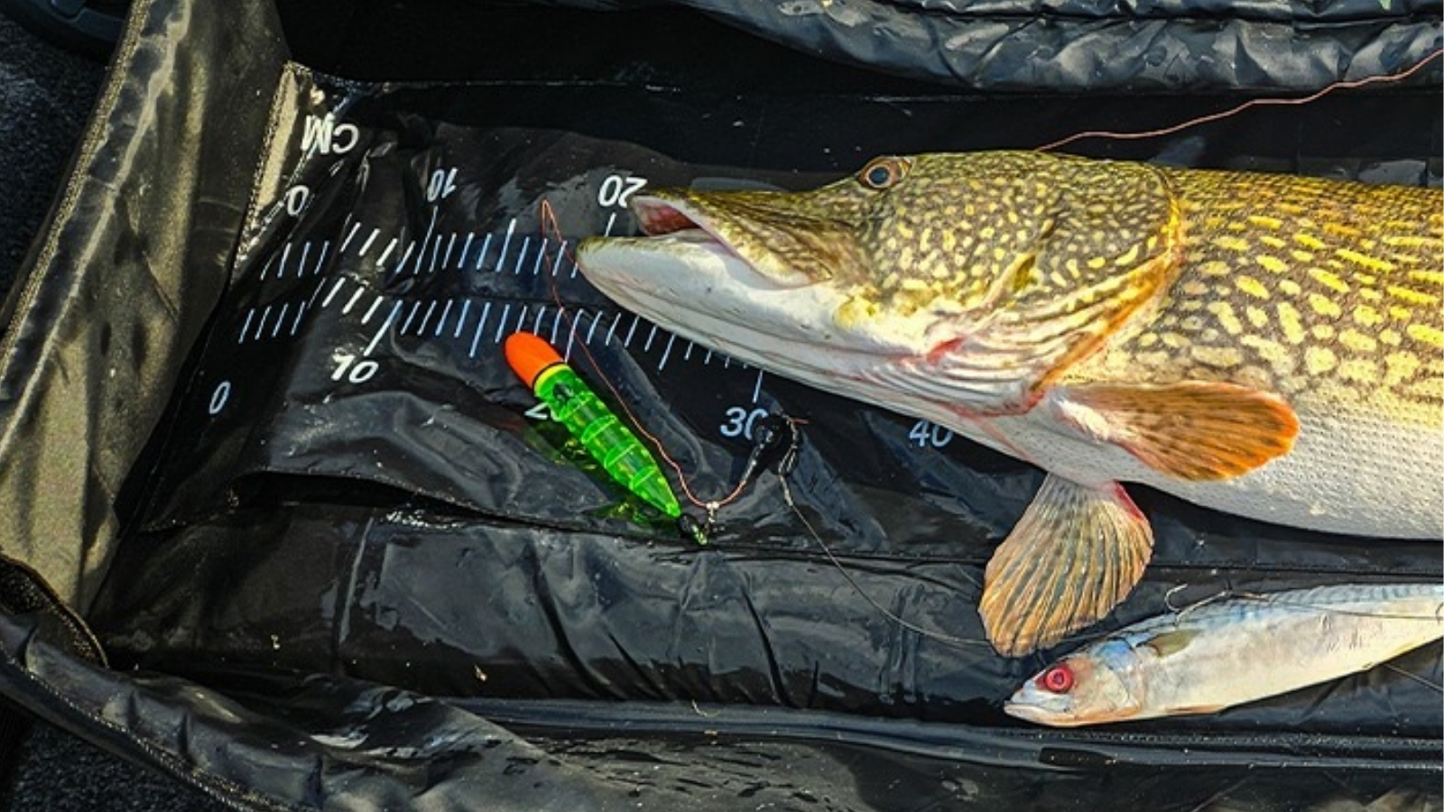 Die besten angeln tipps für einen erfolgreichen Fang?