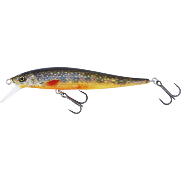 Brook Trout Fry